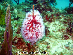 While on my annual trip to Isla Mujeres I saw numerous tu... by Bonnie Conley 